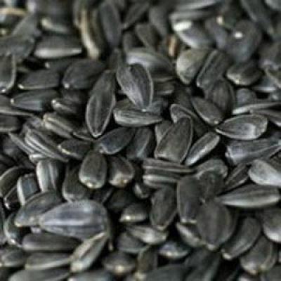 Подсолнечник